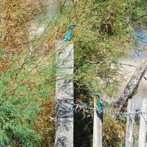 Martin Pêcheur (38) ©J-Luc Moya 2 degrés