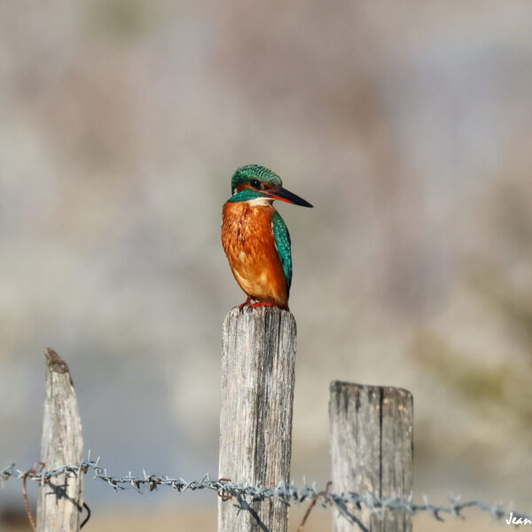 Martin Pêcheur (39) ©J-Luc Moya 2 degrés