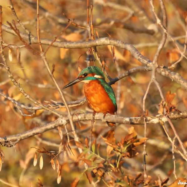 Martin Pêcheur (41) ©J-Luc Moya 2 degrés