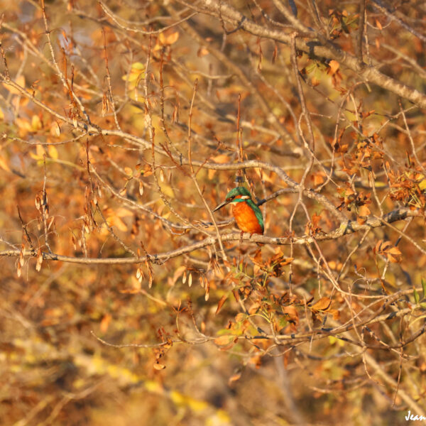 Martin Pêcheur (42) ©J-Luc Moya 2 degrés