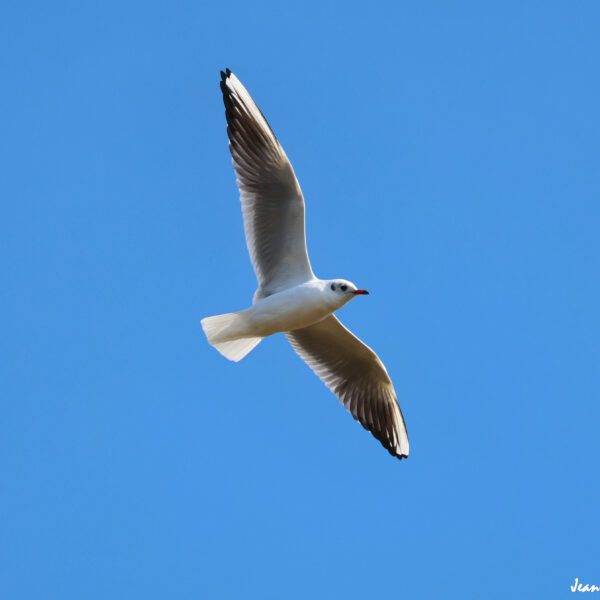 Mouette rieuse