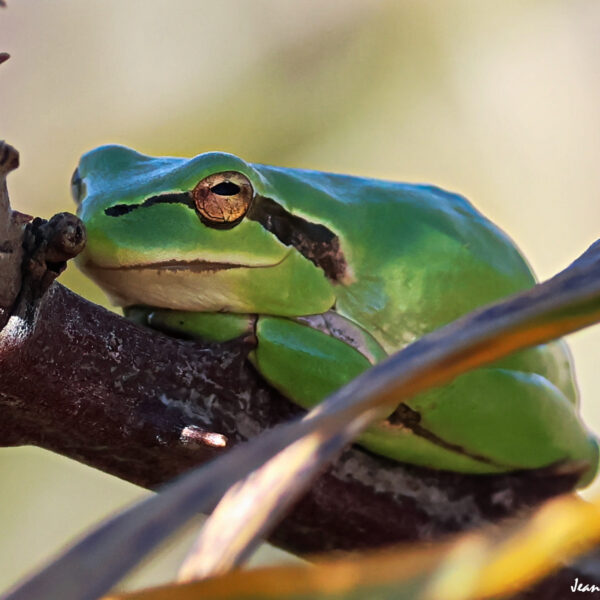 Reinette 7 © J-Luc Moya