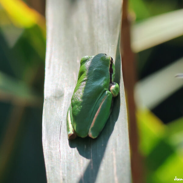 Reinette 8 © J-Luc Moya