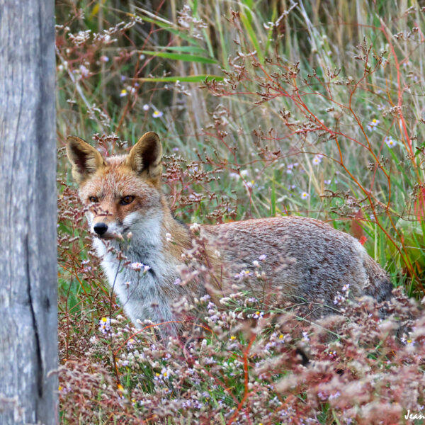 Renard (11) © J-Luc Moya 2 Degrés