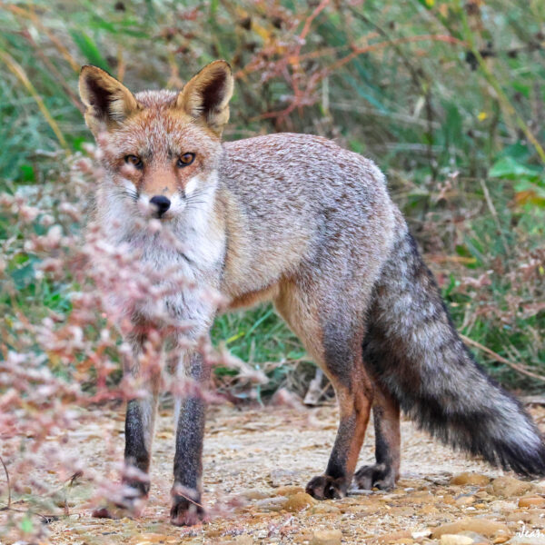 Renard (14) © J-Luc Moya 2 Degrés