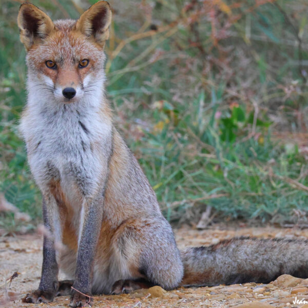 Renard (15) © J-Luc Moya 2 Degrés