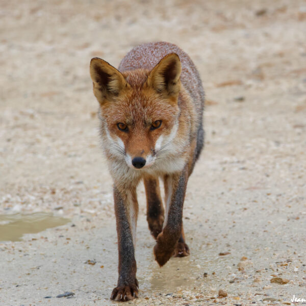 Renard (17) © J-Luc Moya 2 Degrés