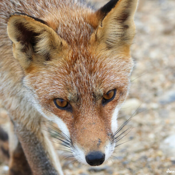 Renard (18) © J-Luc Moya 2 Degrés