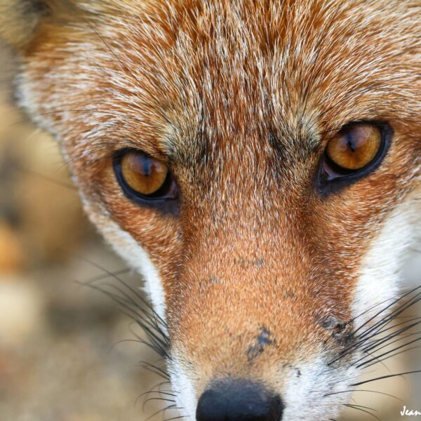 Renard (19)-1 © J-Luc Moya 2 Degrés