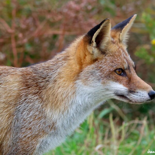 Renard (20)-1 © J-Luc Moya 2 Degrés