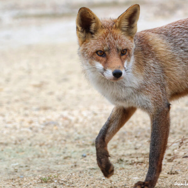 Renard (21) © J-Luc Moya 2 Degrés