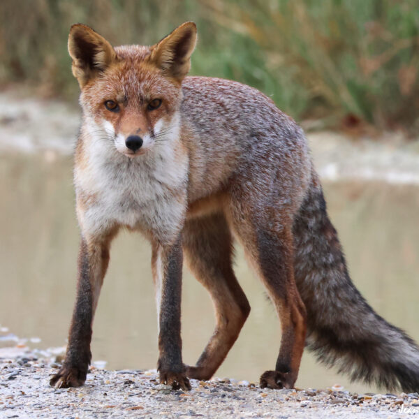 Renard (22) © J-Luc Moya 2 Degrés