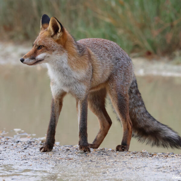 Renard (23) © J-Luc Moya 2 Degrés