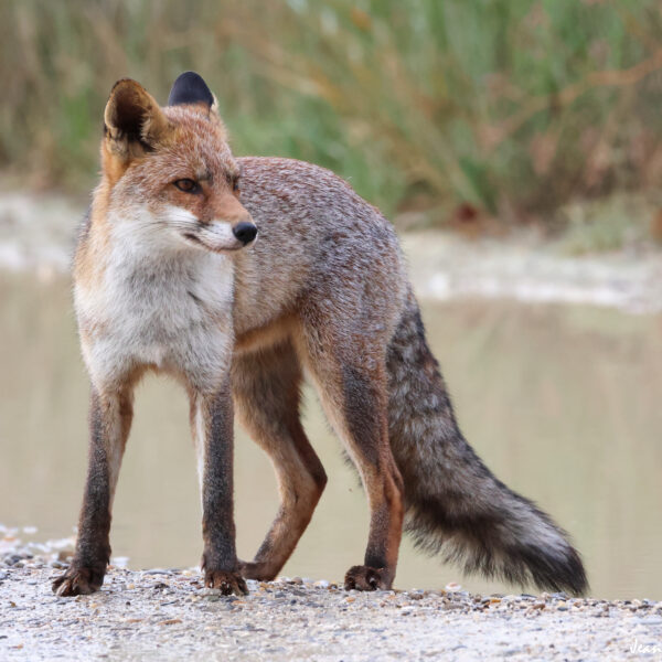 Renard (24) © J-Luc Moya 2 Degrés