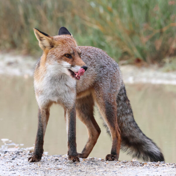 Renard (25) © J-Luc Moya 2 Degrés