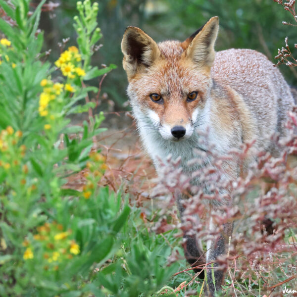 Renard (28) © J-Luc Moya 2 Degrés