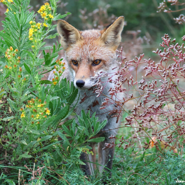 Renard (29) © J-Luc Moya 2 Degrés