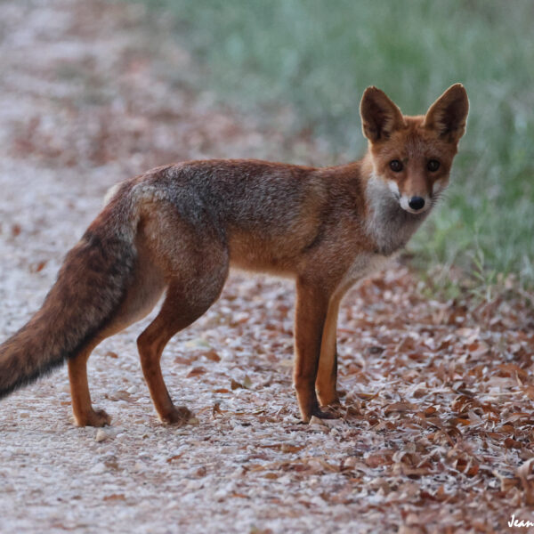 Renard (4) © J-Luc Moya 2 Degrés