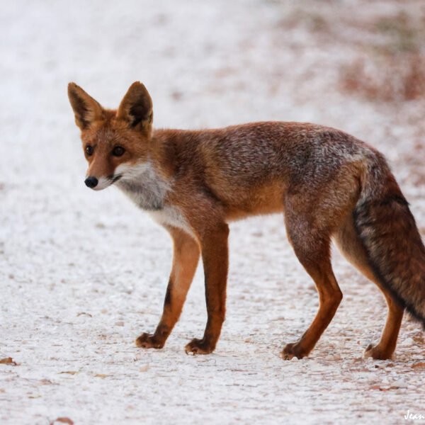 Renard (5) © J-Luc Moya 2 Degrés