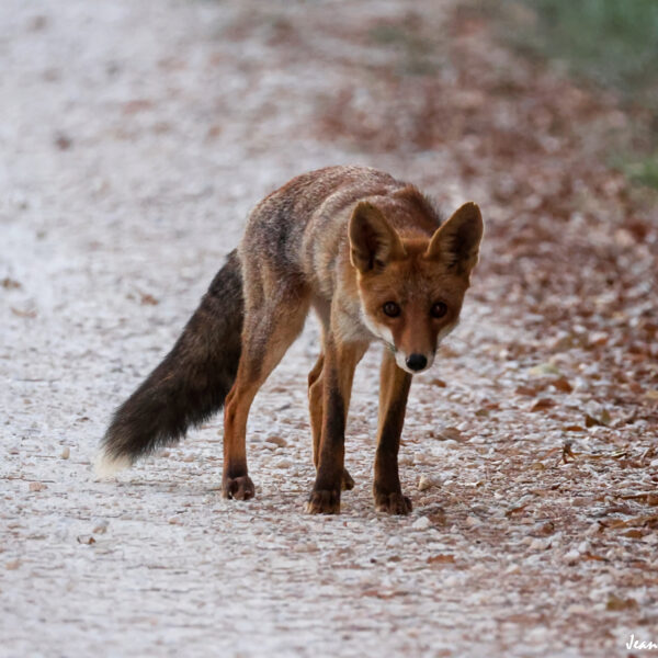 Renard (6) © J-Luc Moya 2 Degrés