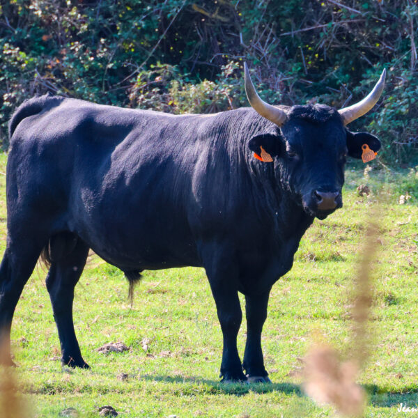 Taureau Marais du Vigueirat 14 ©J-Luc Moya 2 degrés