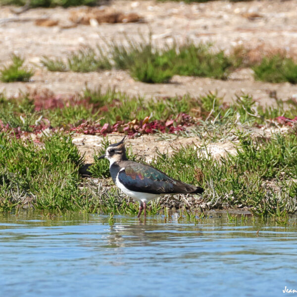 Vanneau huppé (2) © J-Luc Moya 2 degrés