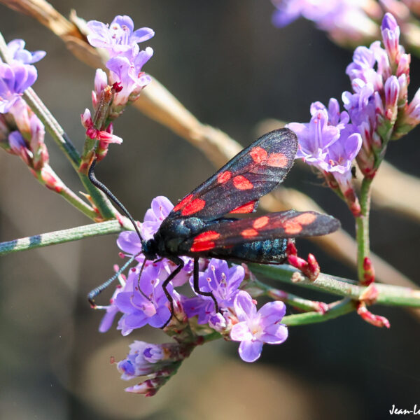 Zygène ©J-Luc Moya 2 degrés