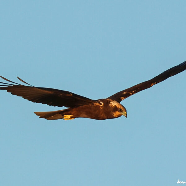 Busard des roseaux 9 ©J-Luc Moya 2 Degrés