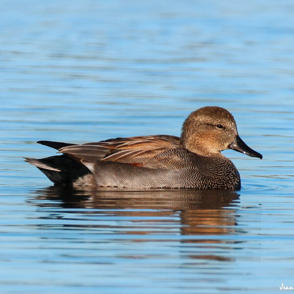 Canard chipeau ©J-Luc Moya 2 Degrés
