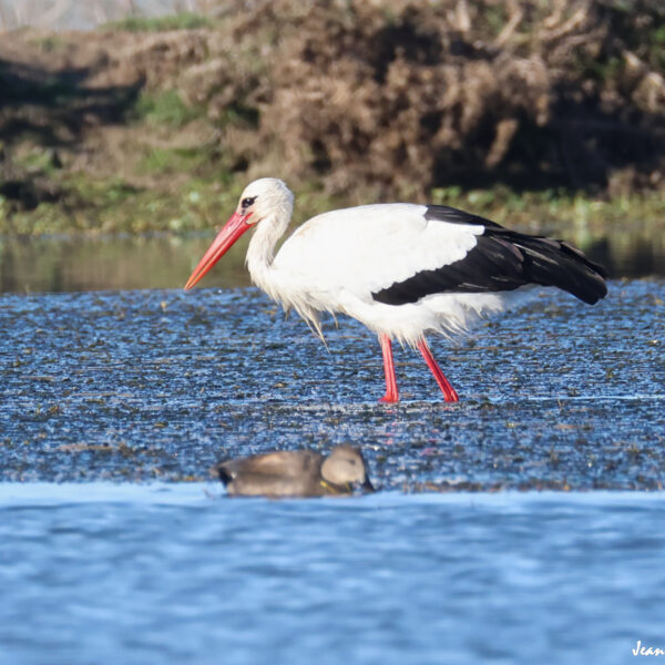 Cigogne 28 ©J-Luc Moya 2 degrés
