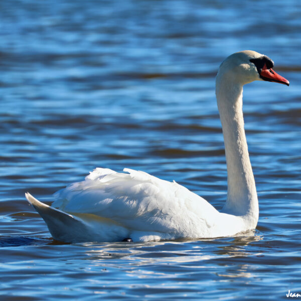 Cygne (2) © J-Luc Moya 2 degrés