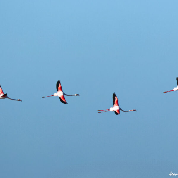 Flamant rose (80) © J-Luc Moya 2 degrés