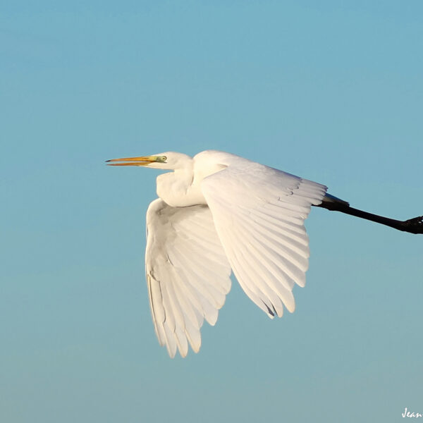 Grande aigrette 29 © J-Luc Moya 2 degrés