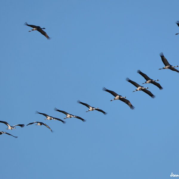 Grues cendrées (20) ©J-Luc Moya 2 Degrés