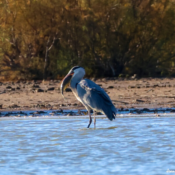 Héron cendré 67 ©J-Luc Moya 2 Degrés