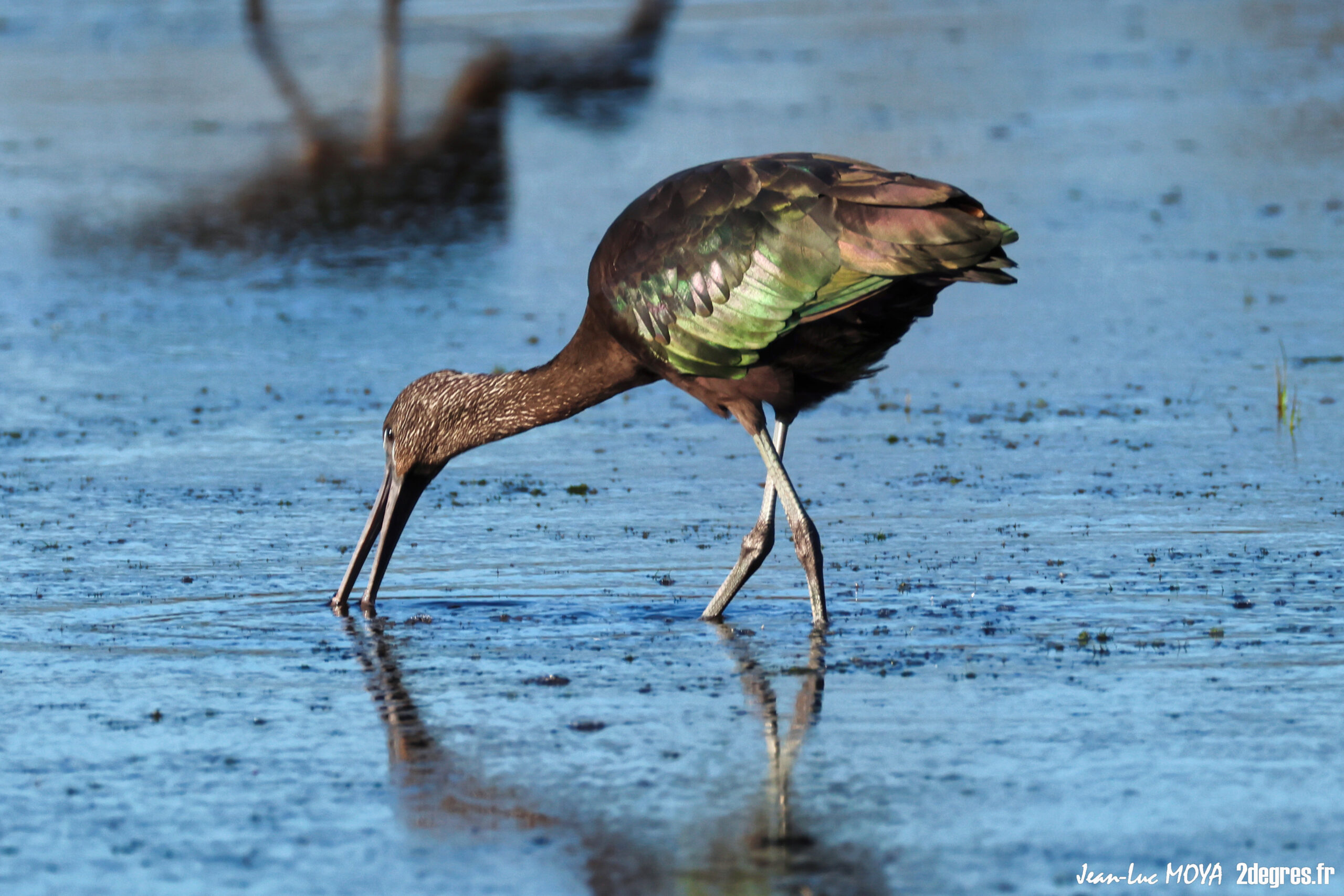Les ailes du moment : l’Ibis falcinelle