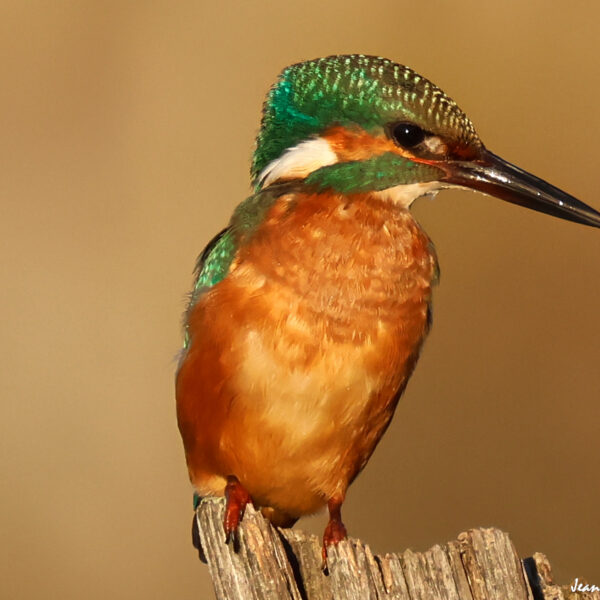 Martin Pêcheur (45) ©J-Luc Moya 2 degrés