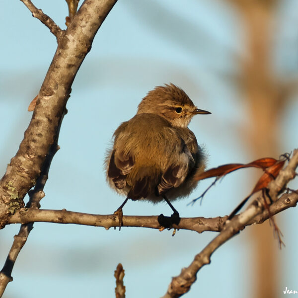 Pouillot veloce (4) ©J-Luc Moya 2 Degrés