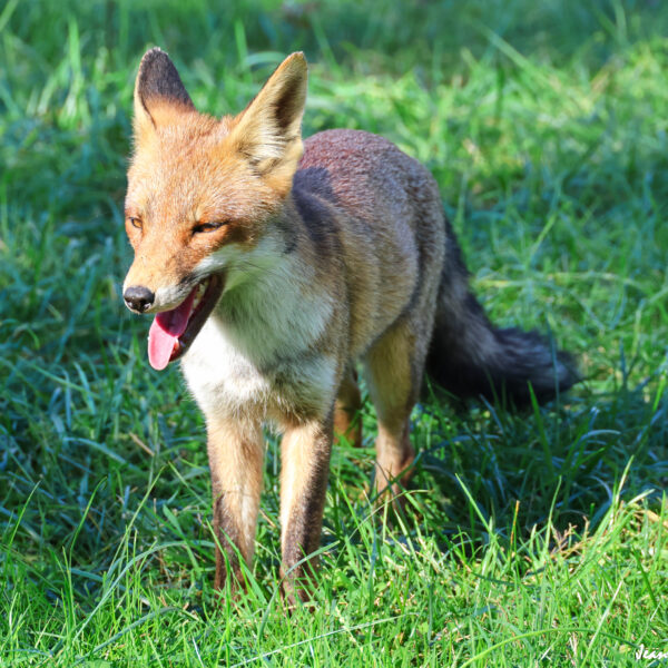 Renard (32) © J-Luc Moya 2 Degrés
