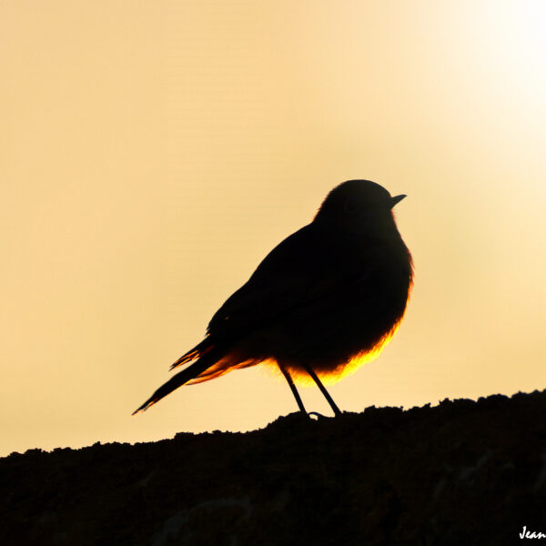 Rougequeue noir ©J-Luc Moya 2 Degrés