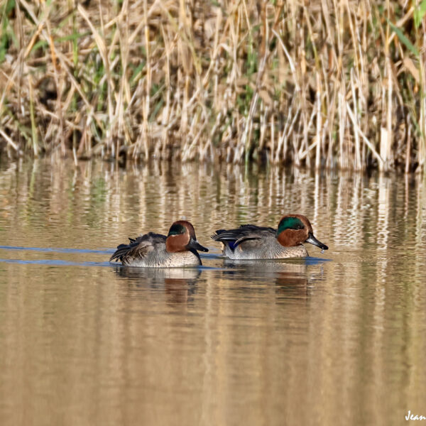 Sarcelles d'hiver ©J-Luc Moya 2 degrés