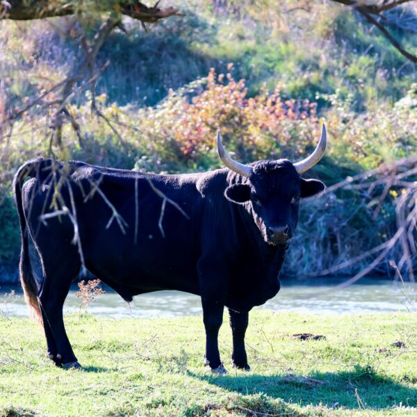 Taureau Marais du Vigueirat 16-1 ©J-Luc Moya 2 degrés