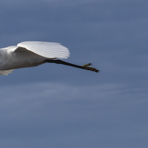 Aigrette garzette © Nicolas Watine