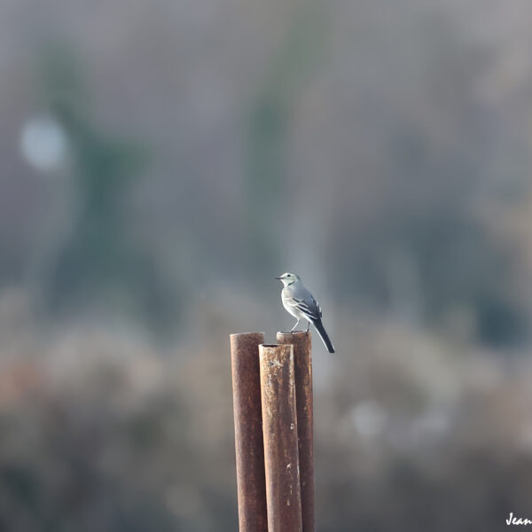 Bergeronette grise ©J-Luc Moya 2 Degrés