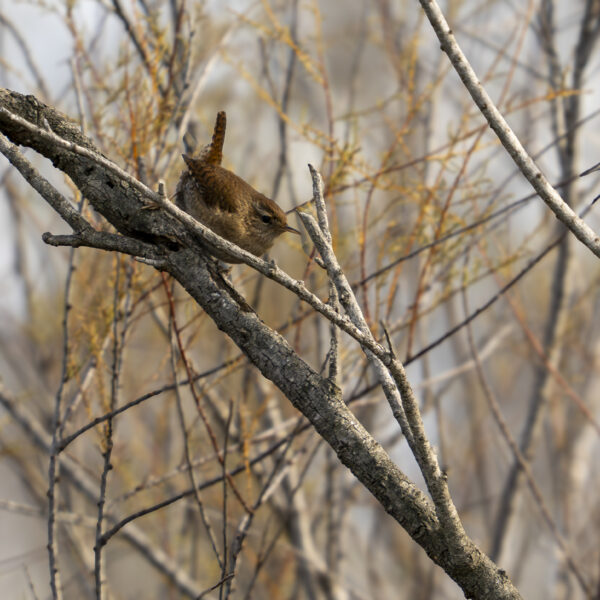 Bouscarle de Cetti © Nicolas Watine