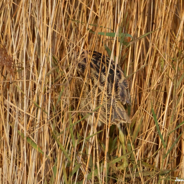 Butor étoilé (dos) ©J-Luc Moya 2 Degrés