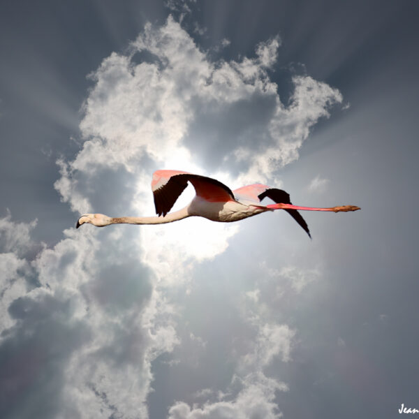Flamant rose 81 ©J-Luc Moya 2 Degrés