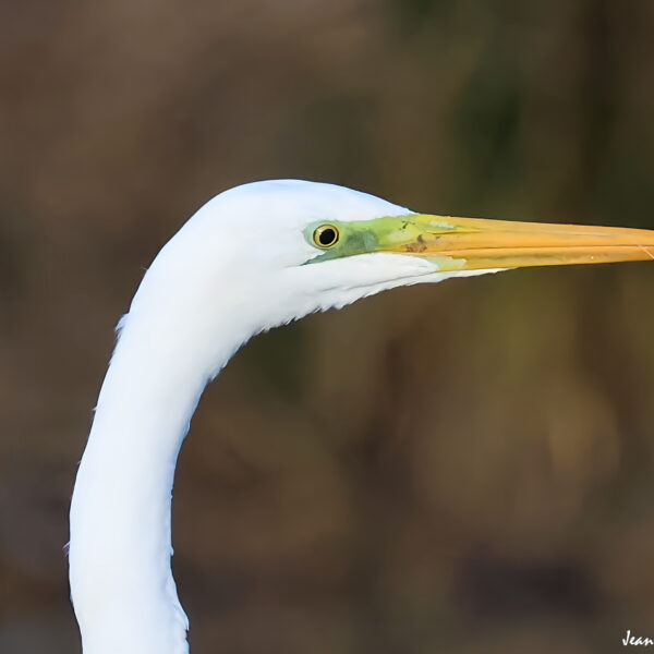 Grande aigrette 30 © J-Luc Moya 2 degrés