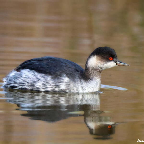 Grèbe à cou noir (1) ©J-Luc Moya 2 degrés