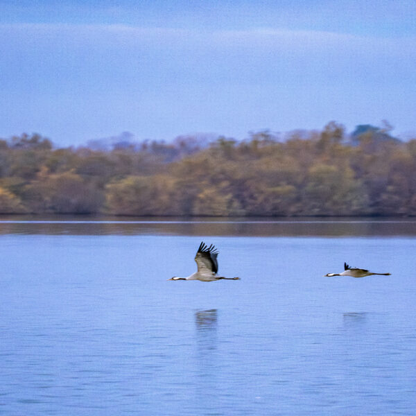 Grues cendrées 2 © Nicolas Watine